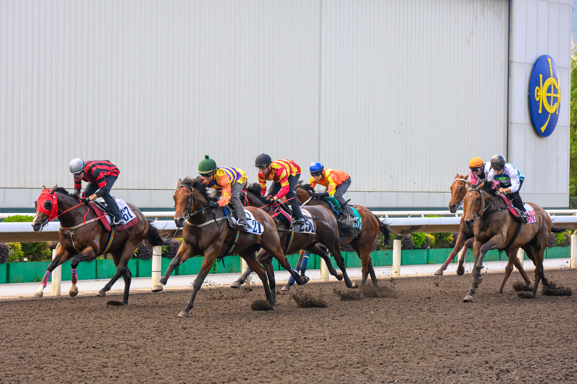 寶馬香港打吡大賽冠軍「百賀飛駒」(綠帽) 於5月16日早上在沙田試閘,表現出色。 寶馬香港打吡大賽冠軍「百賀飛駒」(綠帽) 於5月16日早上在沙田試閘,表現出色。