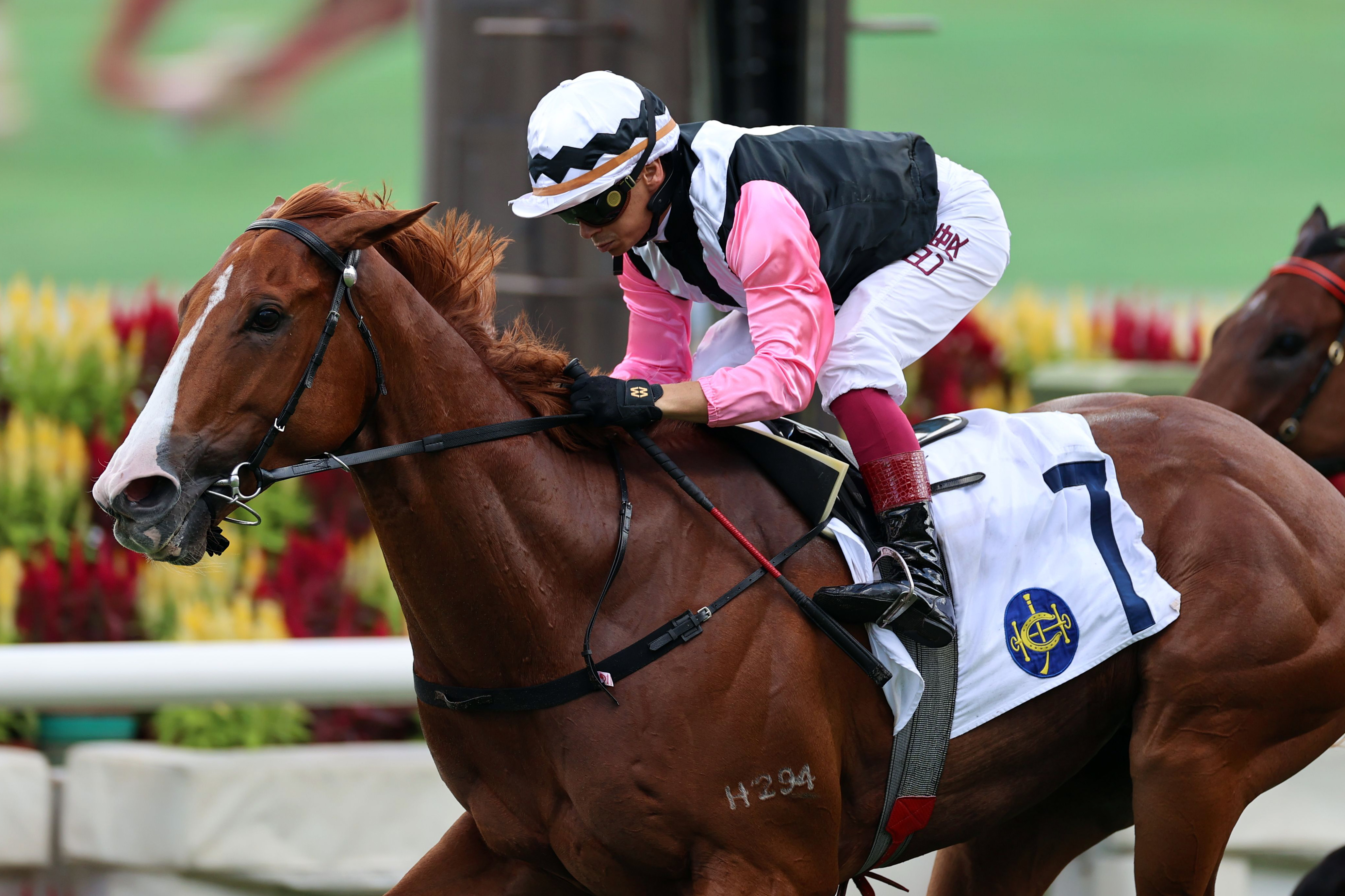 Beauty Waves wins in Class 2 at Sha Tin. Beauty Waves wins in Class 2 at Sha Tin.